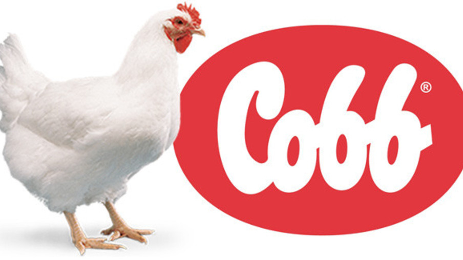 Cobb debate manejo de pintinho e produção livre de antibiótico