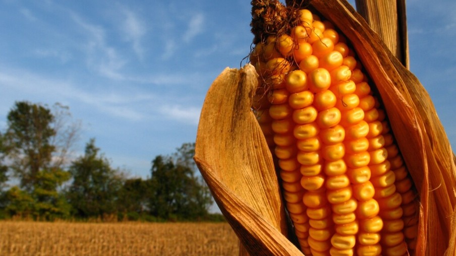 Excedentes internos de milho devem aumentar em 2019