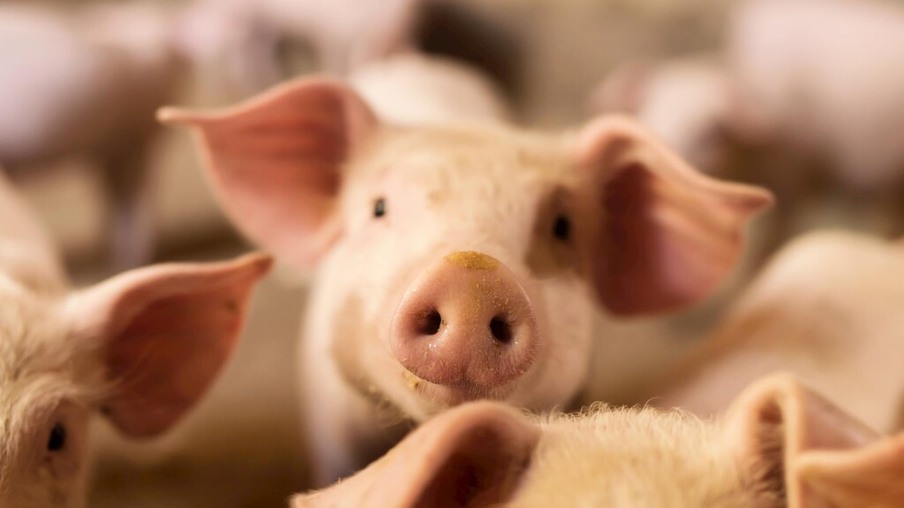 Importações de carne suína do Reino Unido aumentam em maio