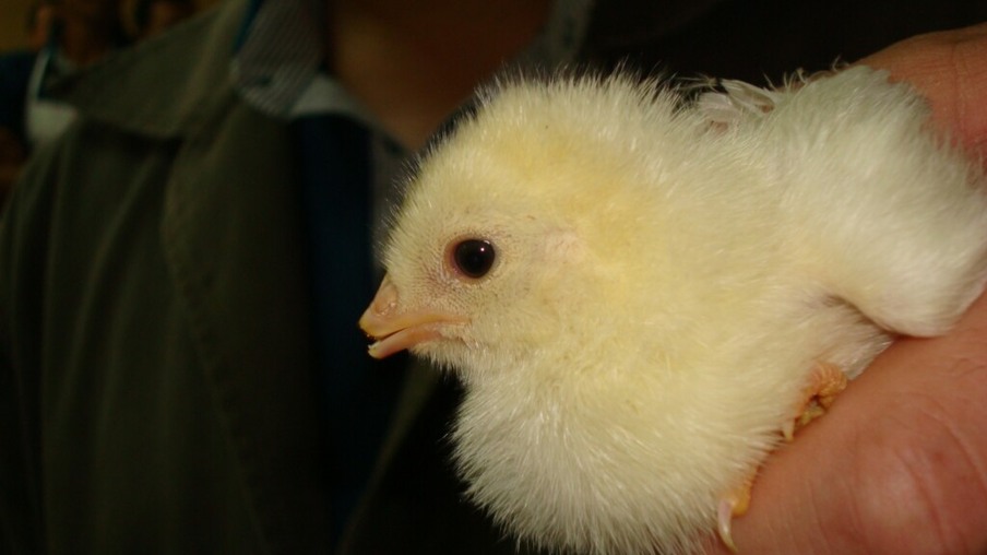 Embrapa apresenta vídeos sobre práticas de debicagem em galinhas de postura