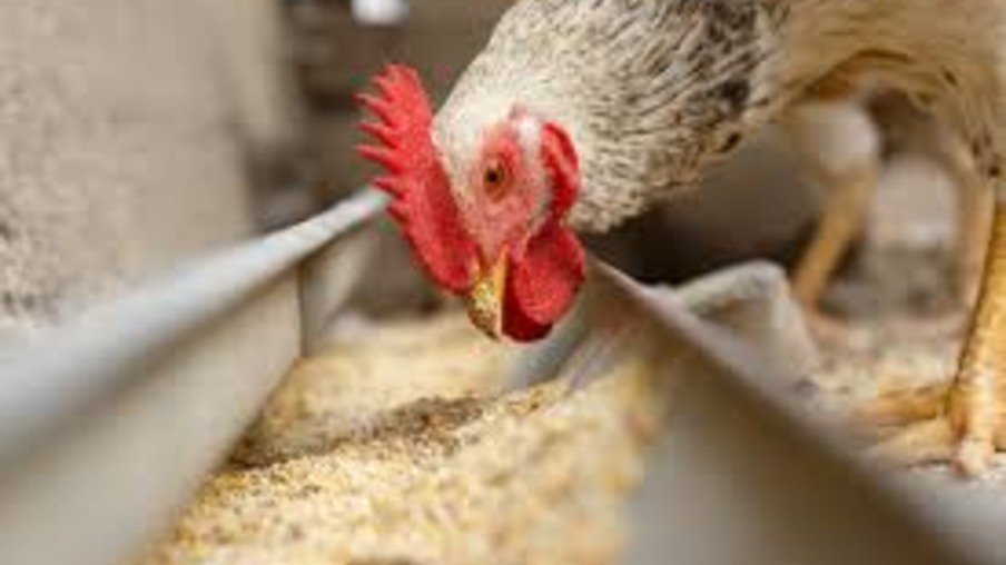 Primeiro trimestre de 2023 apresenta recuo do setor alimentação animal