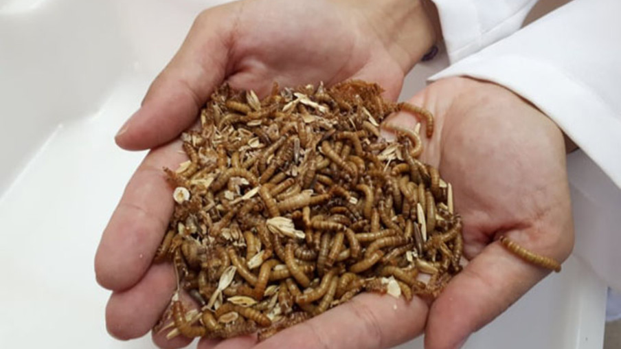 Pesquisadores brasileiros estudam inclusão de insetos na alimentação animal