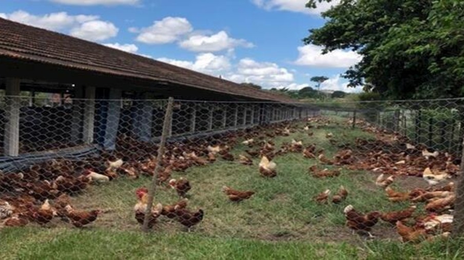 Diretrizes de bem-estar para galinhas poedeiras atualizadas em Taiwan