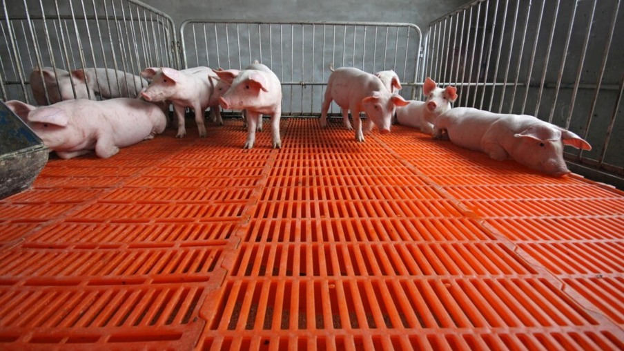 Surto de PSA na China deve ser a chave para o Brasil exportar mais carne suína em 2019