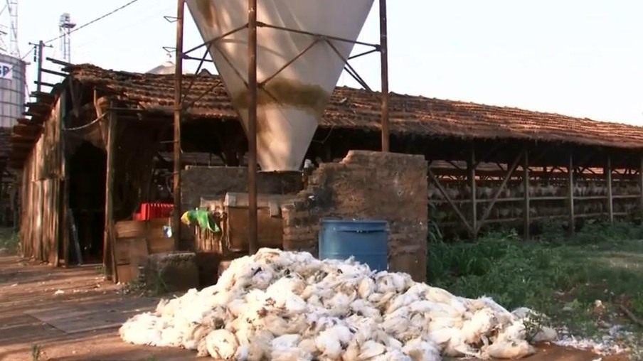Calor mata milhares de poedeiras e reduz produção de ovos em Bastos
