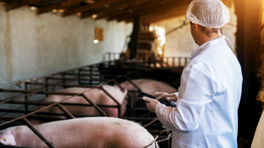 Huawei investe na criação de porcos após perdas em celulares