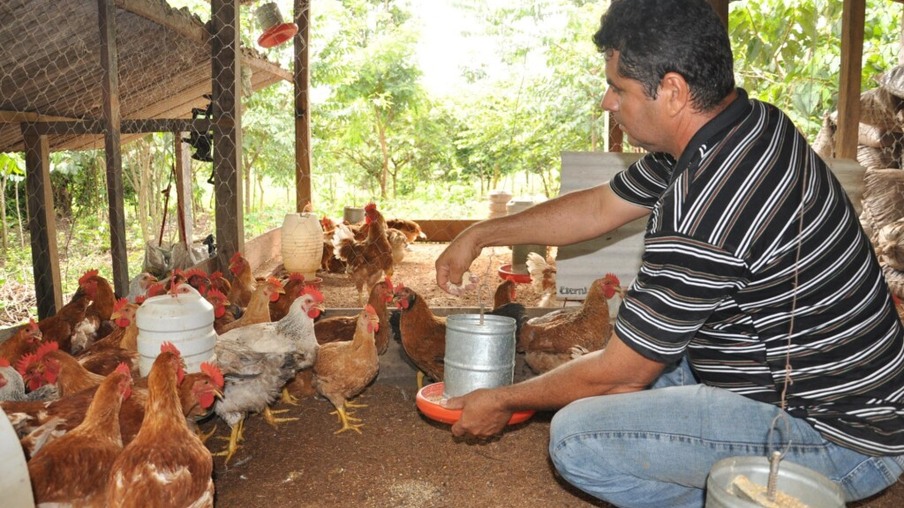 O setor avícola tocantinense segue ganhando destaques e investimentos