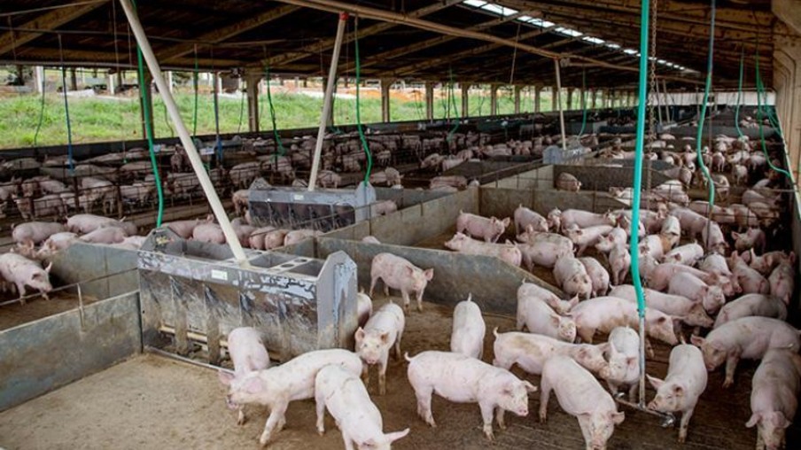 Demanda mantém preços do suíno em alta, segundo Cepea