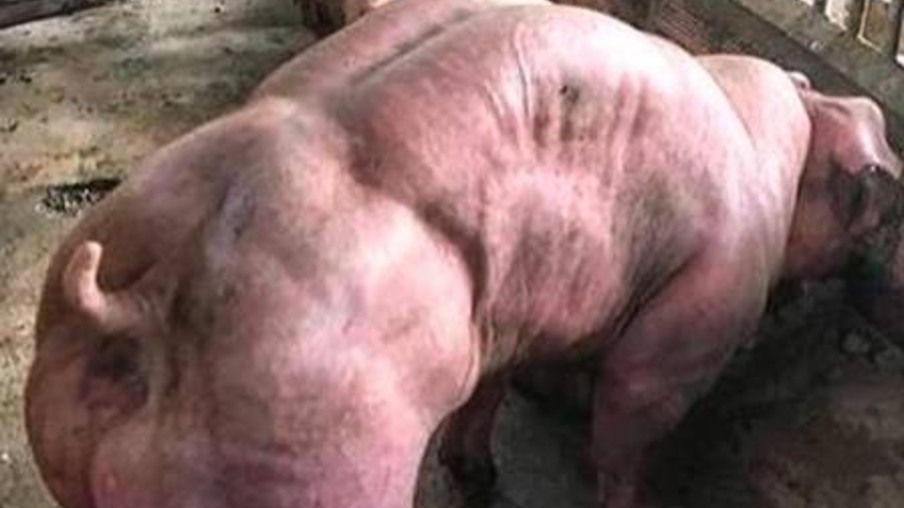 Criação de porcos supermusculosos cresce na Ásia