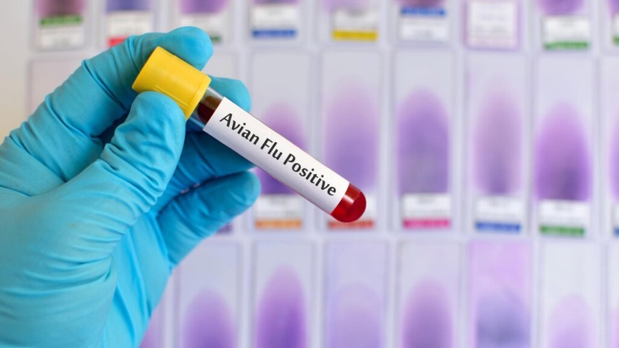 China relata primeiro caso humano de gripe aviária H3N8