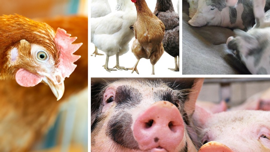 Relatório do FDA mostra redução nas vendas de antimicrobianos para alimentação animal