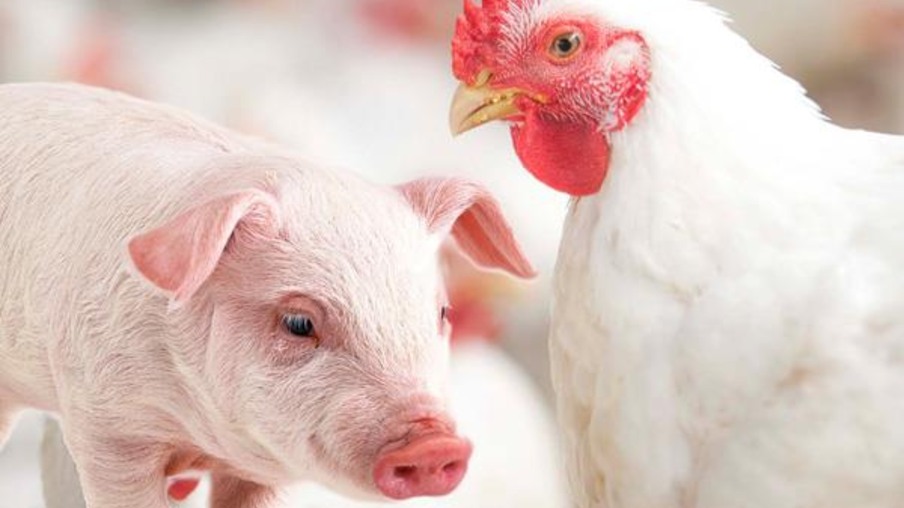 Custos de produção de suínos e de frangos de corte voltam a cair em junho