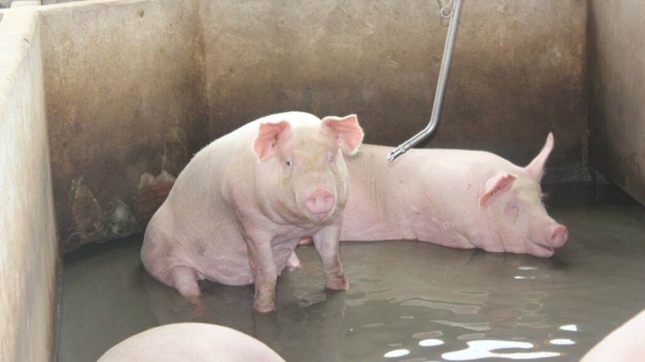 Demanda das agroindústrias sustentam preços do suíno vivo
