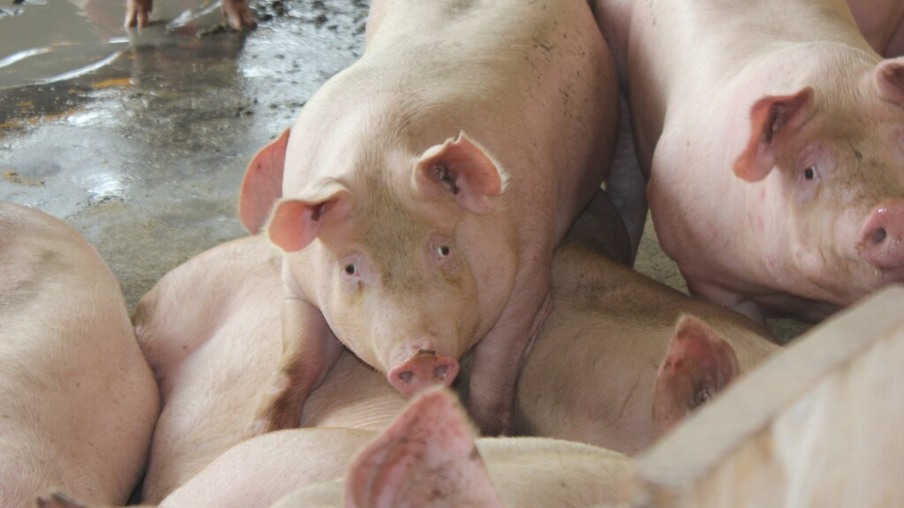 Produção de carne suína mexicana cresce e é criada a Organização dos Criadores de Porcos do México