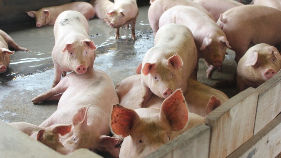 Nos EUA, produtores de carne suína pedem ao USDA para apoiar velocidades mais rápidas de abatedouro