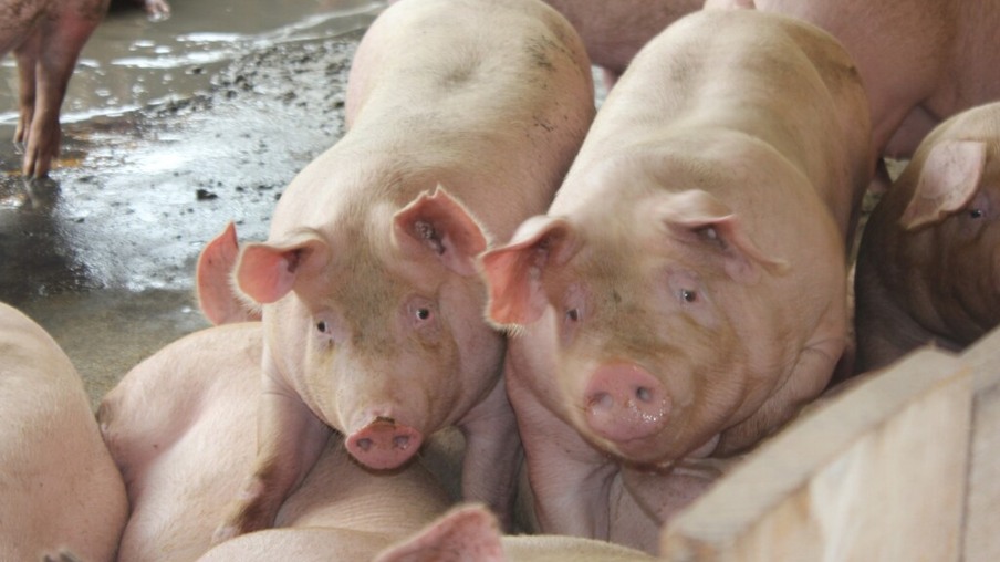 Produção de carne suína deve crescer 35% até 2029, aponta estudo da Fiesp