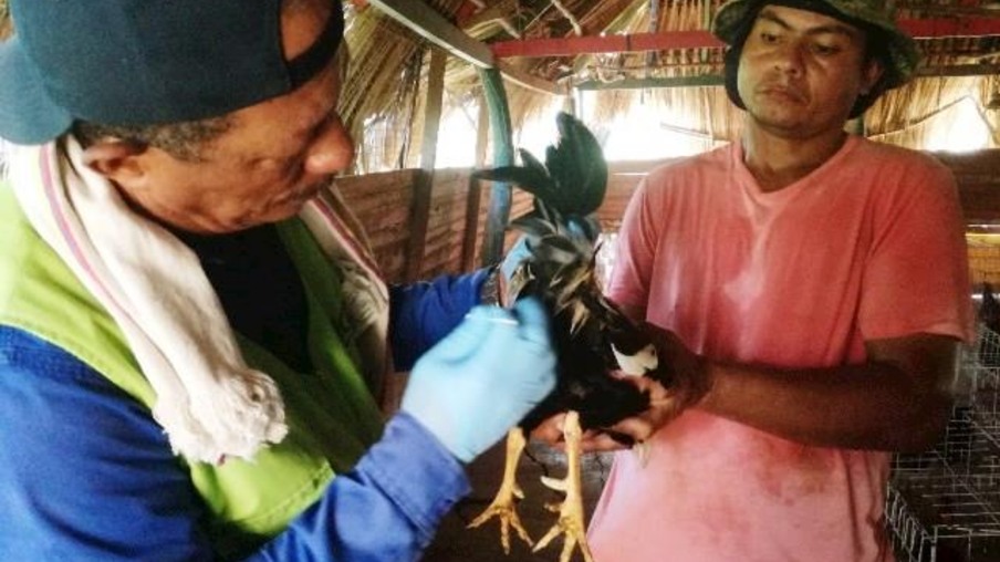 Instituto Colombiano de Agricultura recolhe amostras de aves no departamento de Bolívar