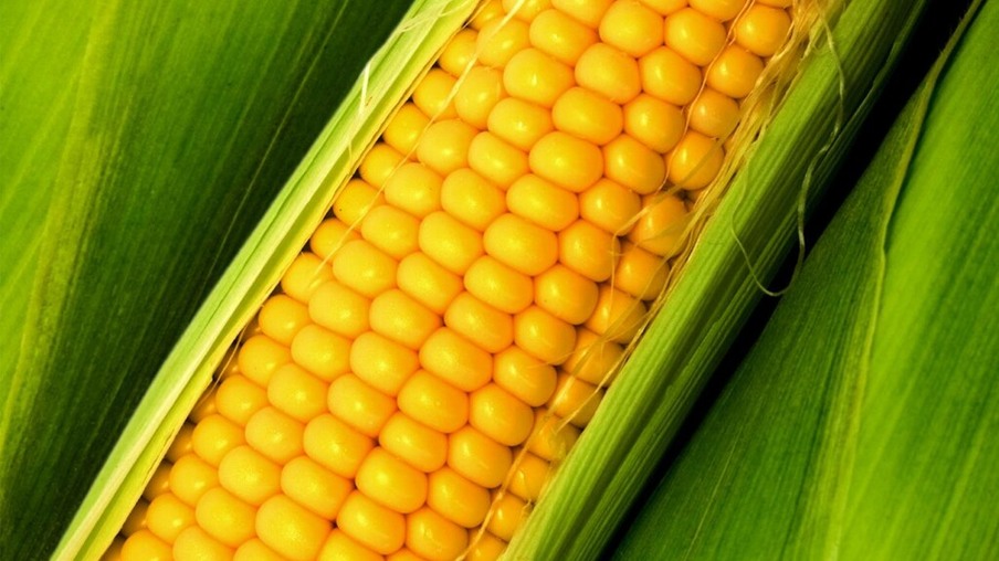 Volume embarcado de milho tem queda de 9,9% em outubro