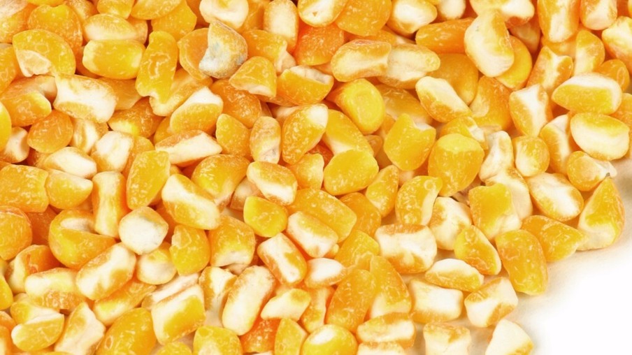 Exportações elevam cotação do milho, aponta Cepea