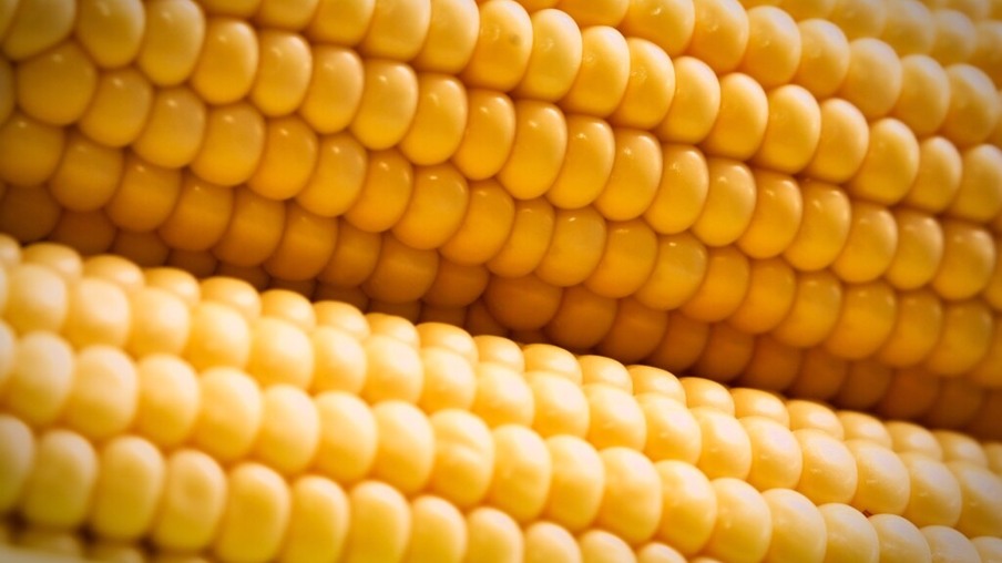 Preço do milho registra queda na semana