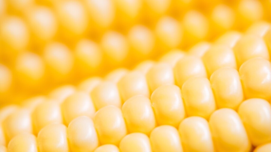 Estimativa de menor safra e retração vendedora sustentam valores do milho, aponta Cepea