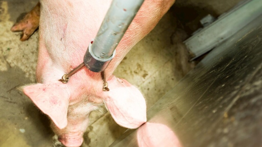 USDA moderniza inspeção de abate de suínos pela primeira vez em mais de 50 anos