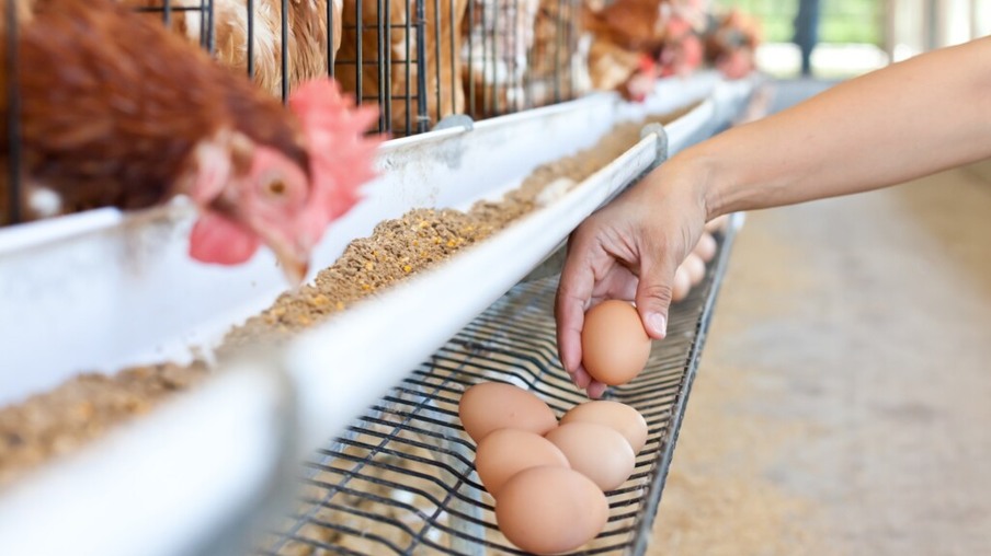 BRF deve eliminar uso de ovos de galinhas confinadas em gaiolas até 2025