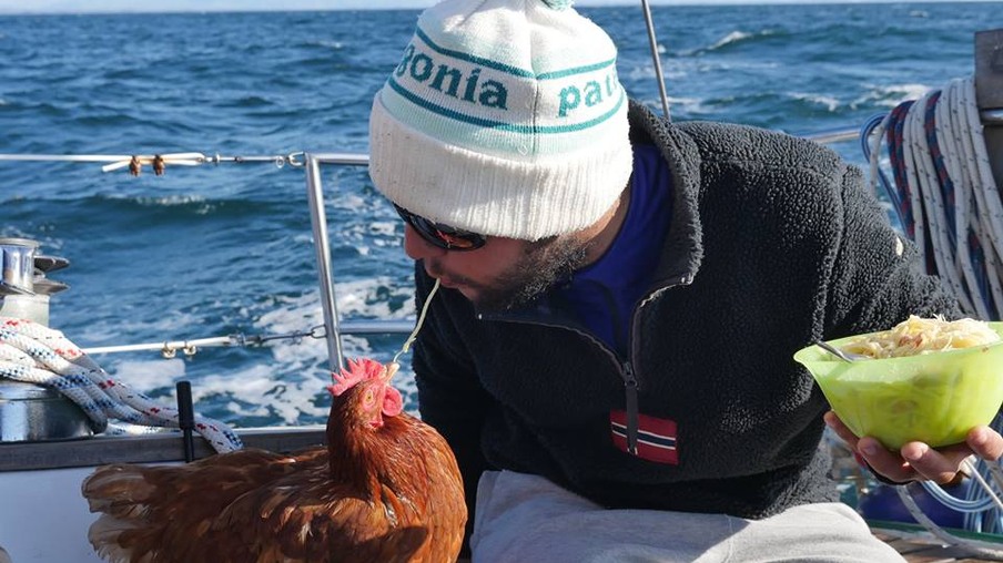 Monique, a galinha que dá a volta ao mundo em barco e se tornou sensação da internet