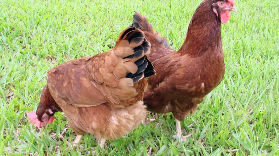 Embrapa atualiza guia de manejo da galinha poedeira 051