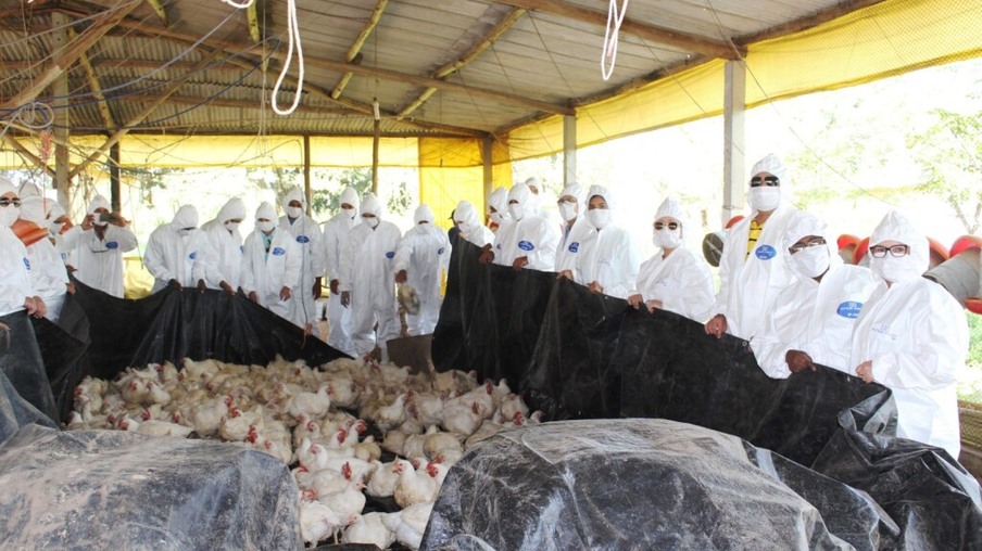 Bahia treina médicos veterinários no atendimento a emergência sanitária para doenças em aves