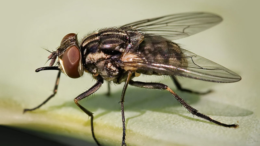 Estudo mostra que mosca pode transmitir o vírus da Peste Suína Africana