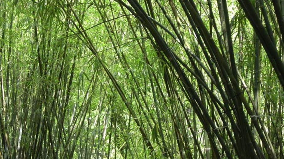 Comercialização do bambu nativo pode favorecer setor de biomassa florestal