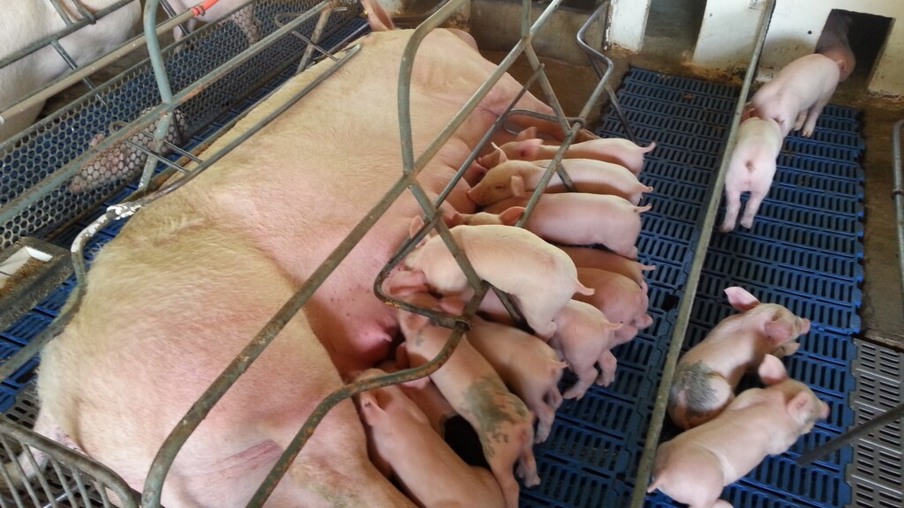A demanda por carne suína aumenta 35% e La Llajta abastece toda a região oeste