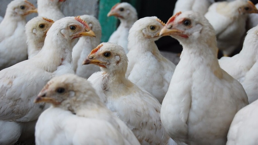 Japão abate 850.000 aves após surto de influenza aviária