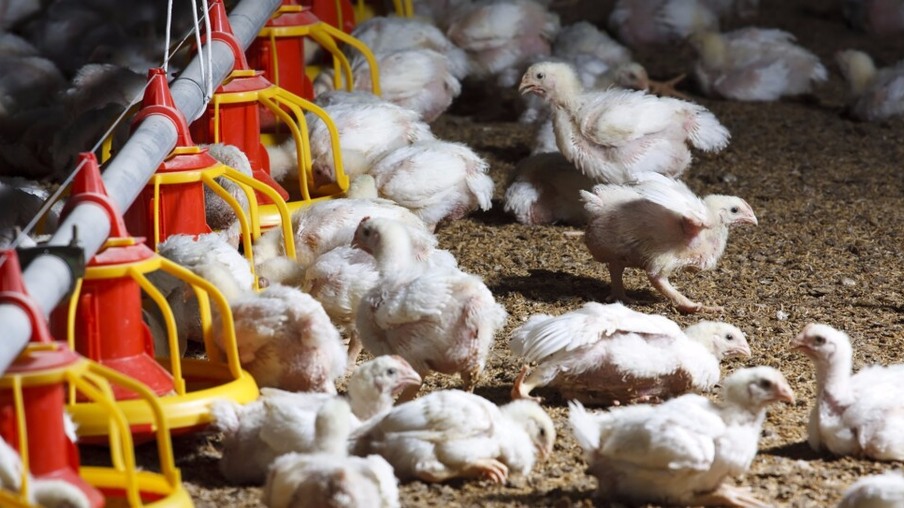 Custos de produção de frango registram aumento de 4,71% em março