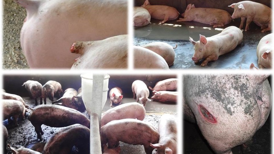 Avaliação das condições de bem-estar de suínos no Brasil apresenta bons resultados