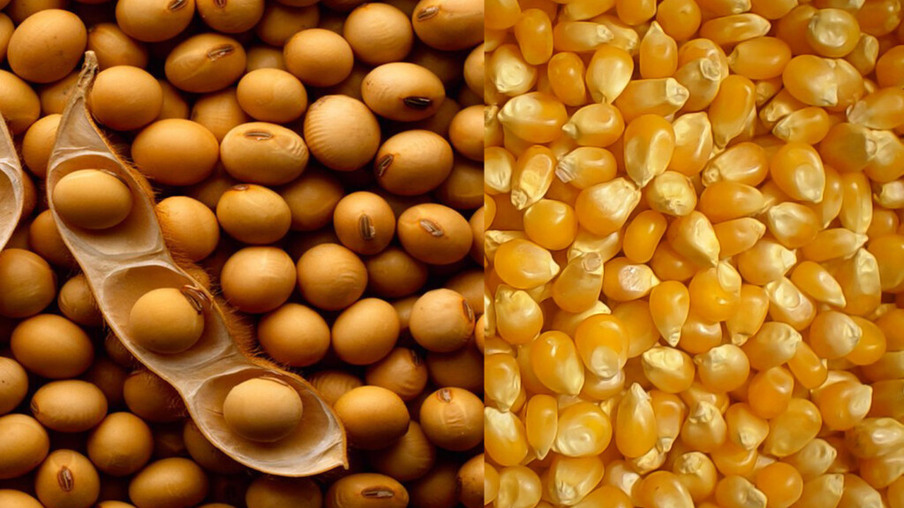 Argentina: milho ganha impulso inesperado devido ao bom clima na safra