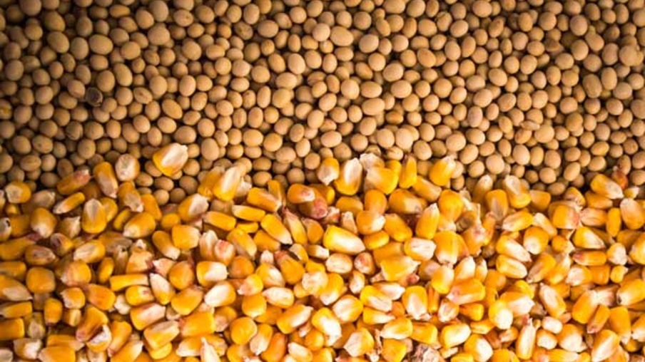 Farelo de soja sobe e preço do milho está próximo de novo recorde
