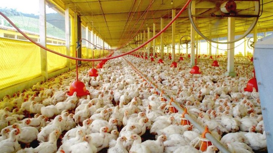 Abate de frangos cai 4,0% em relação ao 2° trimestre de 2017 segundo IBGE