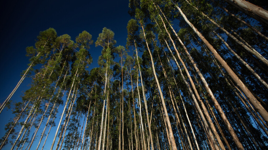 Região Oeste do Paraná debate biomassa florestal para produção de energia