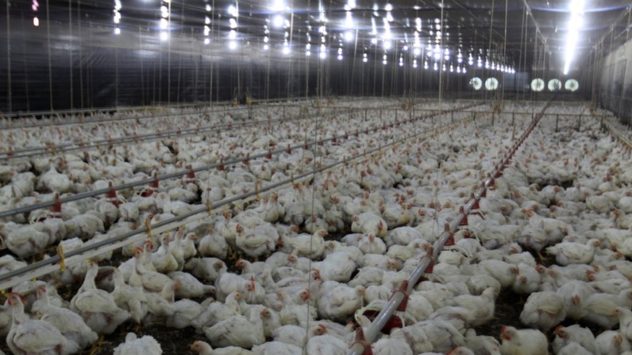 Índice de Eficiência Produtiva de frangos atingem números recordes