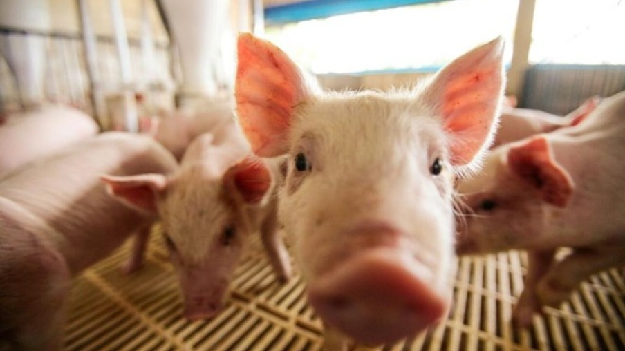 Brasil cresce em produção e receita com exportação de carne suína