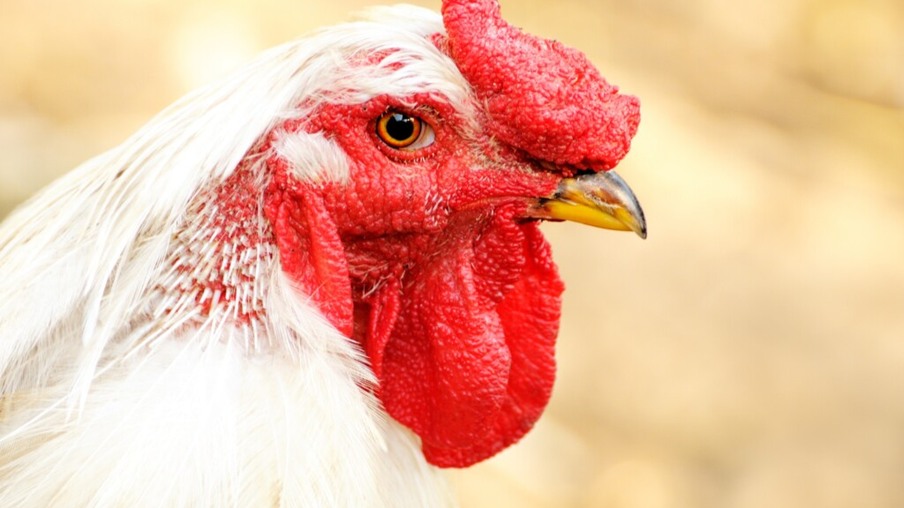 As galinhas que ajudam a desenvolver remédios de combate ao câncer