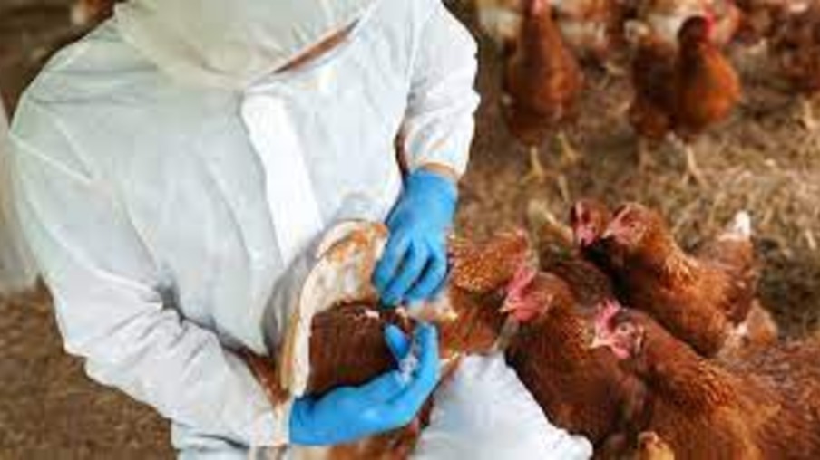 Irlanda do Norte: Departamento de Agricultura confirma que a gripe aviária se tornou uma ameaça durante todo o ano