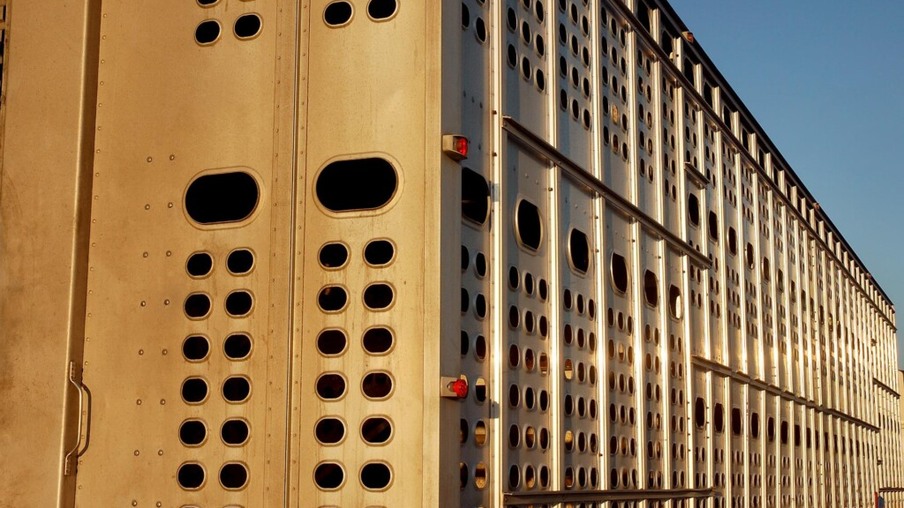Fiscalização do transporte de cargas de suínos, aves e bovinos será mais rigorosa