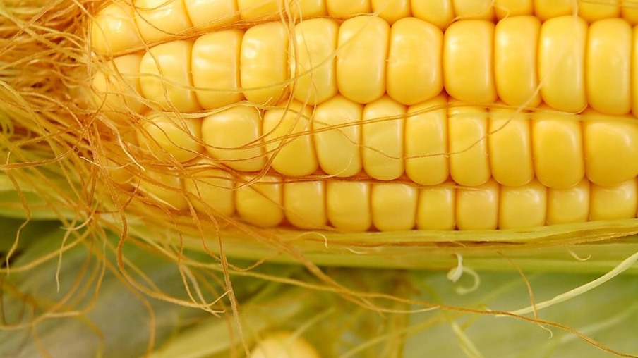 Safra catarinense de milho terá redução de 20,4%