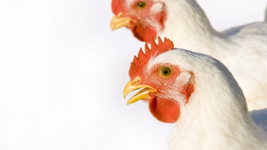 Estoques ajustados à demanda mantém mercado do frango estável na semana