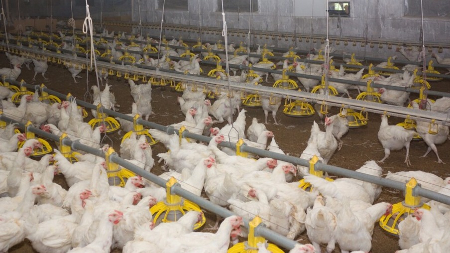 Estão definidos os critérios para importação de material genético avícola