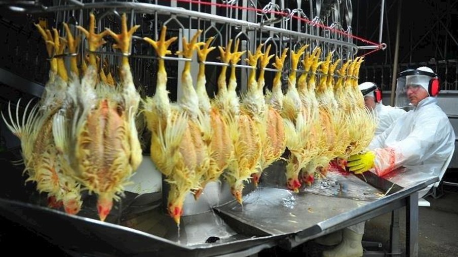 Exportações de frango halal para muçulmanos na Índia e China beneficiam mercado brasileiro