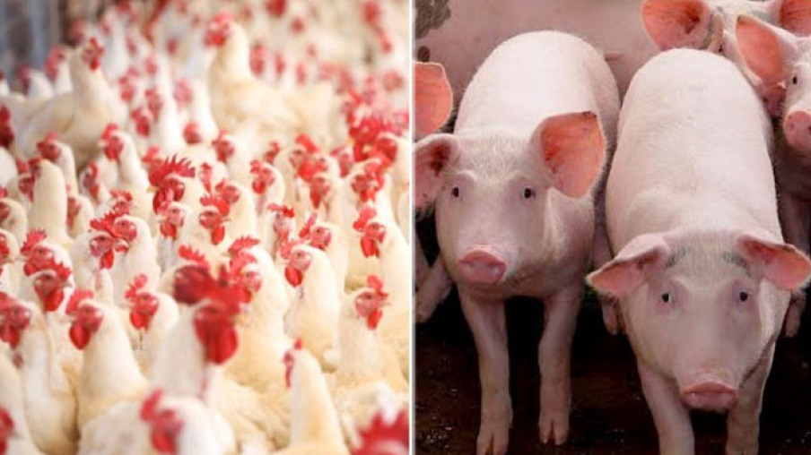 Exportação de carne suína em dezembro cresce; bovina e frango têm queda